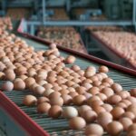 Avian Flu Outbreak in Texas Egg Plant