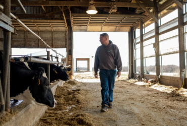 Avian Flu Outbreak Hits US Dairy Farms